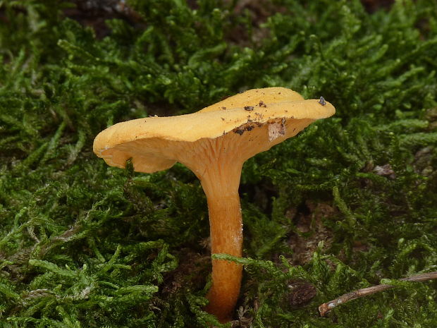 líška oranžová Hygrophoropsis aurantiaca (Wulfen) Maire