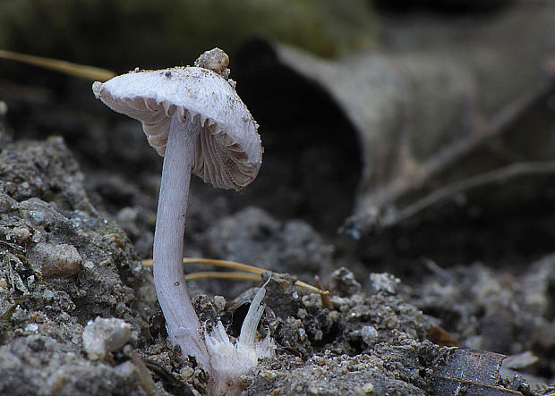 vláknica hlinovolupeňová Inocybe geophylla (Bull.) P. Kumm.