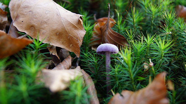 lakovka ametystová Laccaria amethystina (Huds.) Cooke