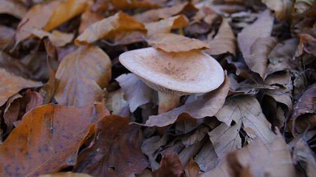 rýdzik Lactarius odoratus Velen.