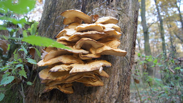 sírovec obyčajný Laetiporus sulphureus (Bull.) Murrill