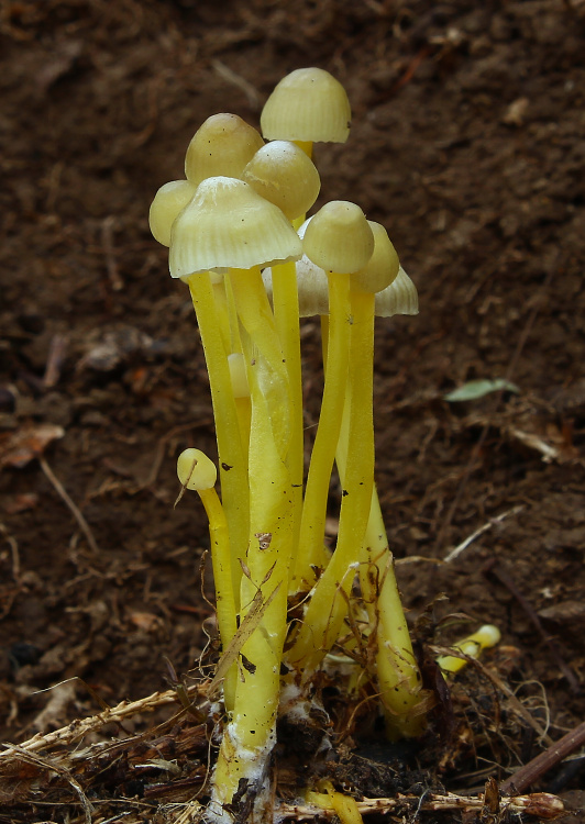 prilbička slizká Mycena epipterygia (Scop.) Gray