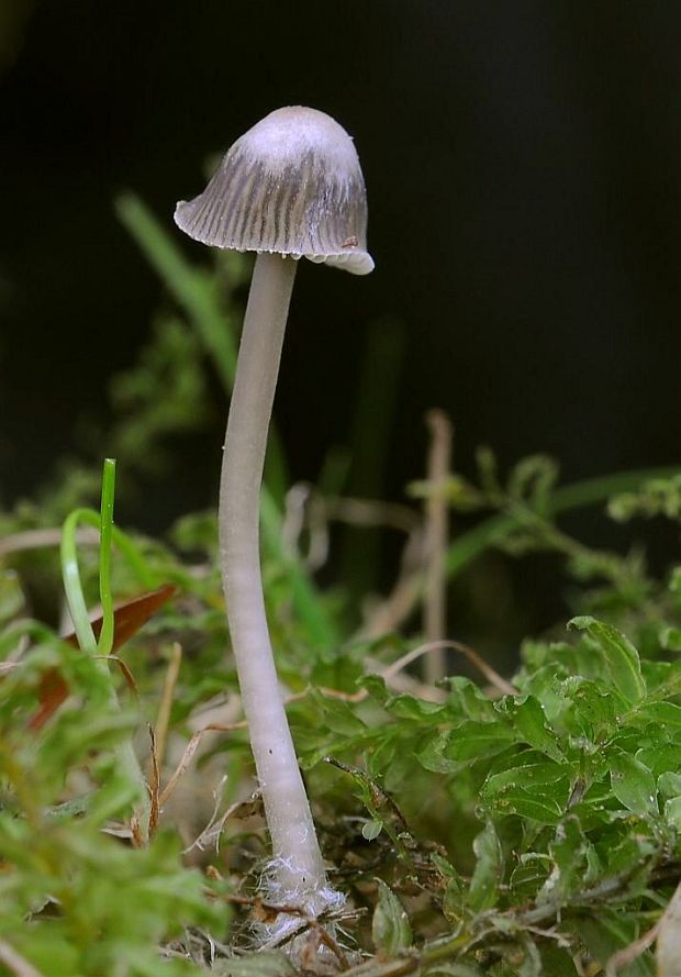 prilbička Mycena sp.