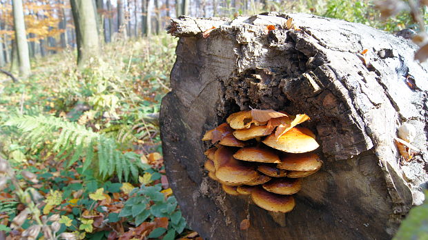 šupinovka Pholiota sp.