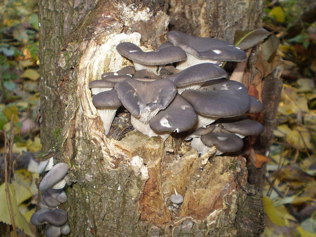 hliva ustricovitá modrastá Pleurotus columbinus Quél.