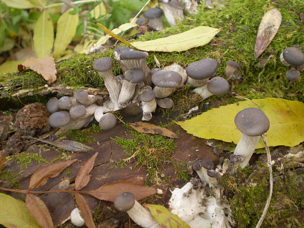 hliva ustricovitá modrastá Pleurotus columbinus Quél.