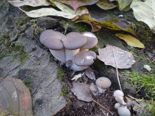 hliva ustricovitá modrastá Pleurotus columbinus Quél.