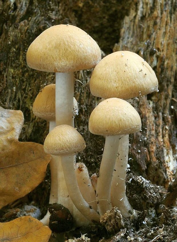 drobuľka Psathyrella sp.