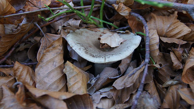 plávka Russula emeticicolor Jul. Schäff.