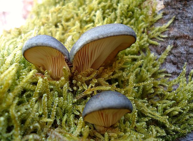 pňovka neskorá Sarcomyxa serotina (Pers.) P. Karst.