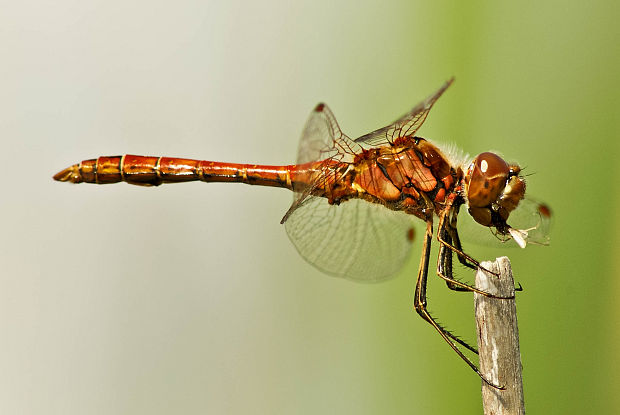 vážka obyčajná Sympetrum vulgatum