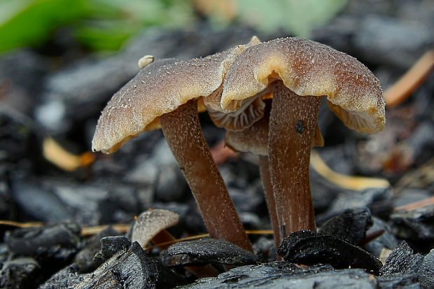 sivolupeňovka sp. Tephrocybe sp.