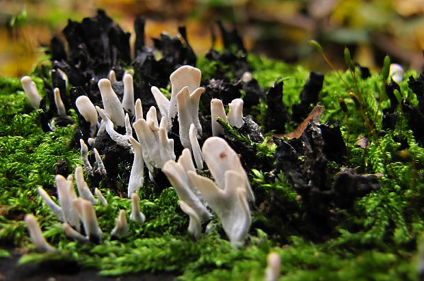 drevnatec parohatý Xylaria hypoxylon (L.) Grev.