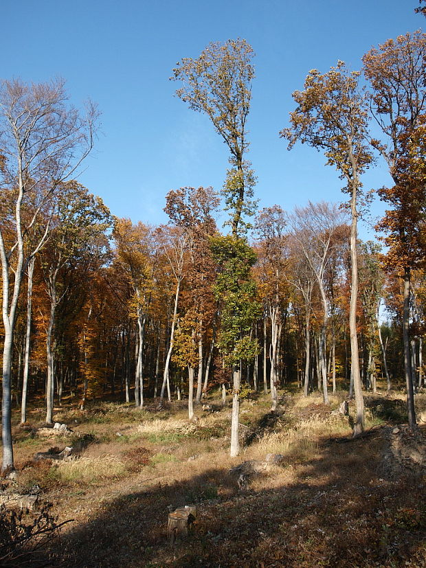 les nad Žiranmi