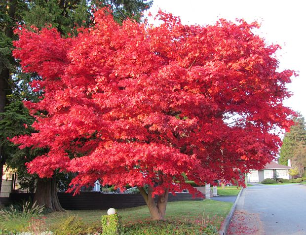 kanadsky javor Acer  atropuppurea