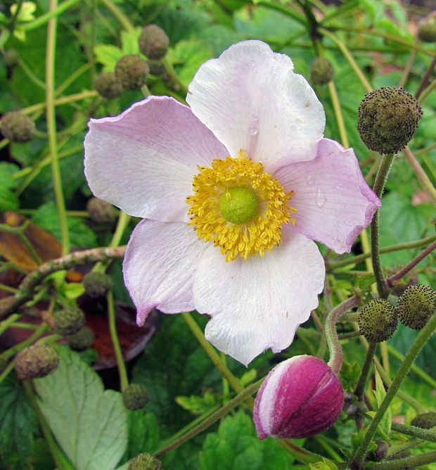 Anemone hupehensis