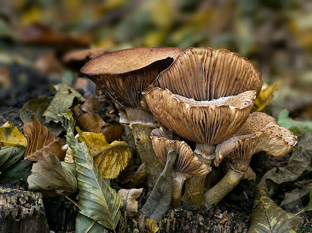 podpňovka Armillaria sp.