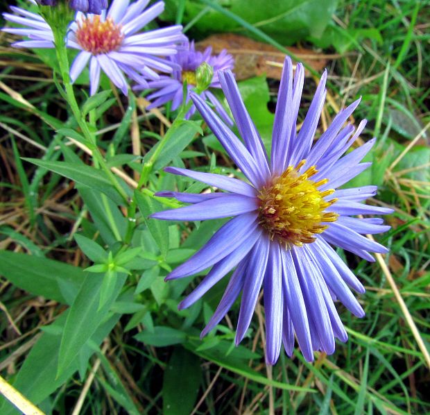 astra novobelgická Aster novi-belgii L.