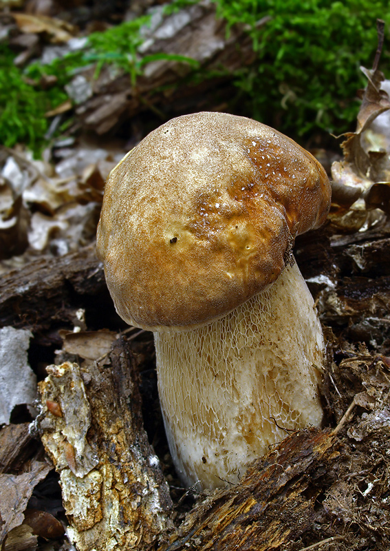 hríb dubový Boletus reticulatus Schaeff.