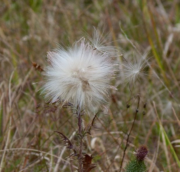 bodliak Carduus sp.