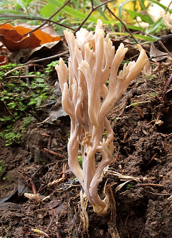 konárovka hrebenitá Clavulina coralloides (L.) J. Schröt.