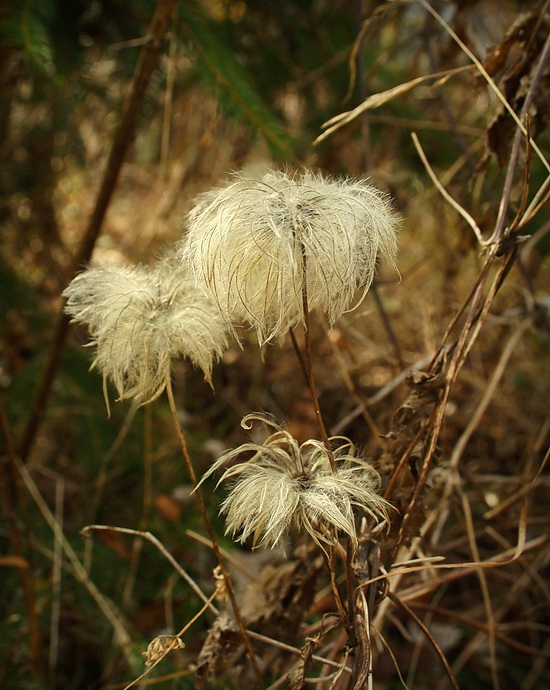 plamienok alpínsky Clematis alpina (L.) Mill.