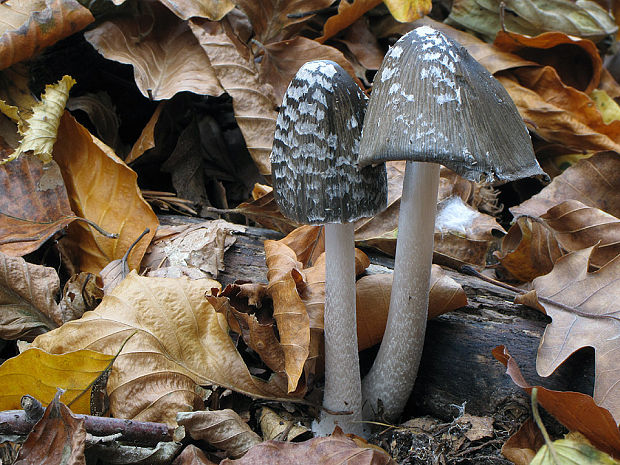 hnojník strakatý Coprinopsis picacea (Bull.) Redhead, Vilgalys & Moncalvo