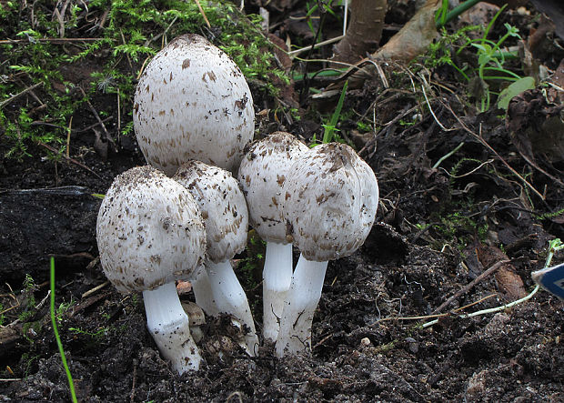 hnojník Romagnesiho Coprinopsis romagnesiana (Singer) Redhead, Vilgalys & Moncalvo