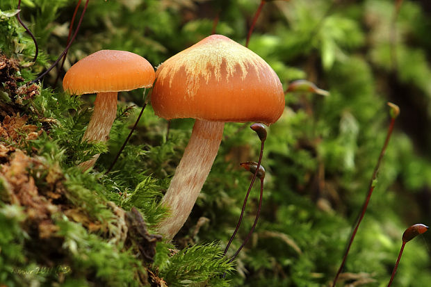 kapucňovka okrovohnedastá Galerina marginata (Batsch) Kühner