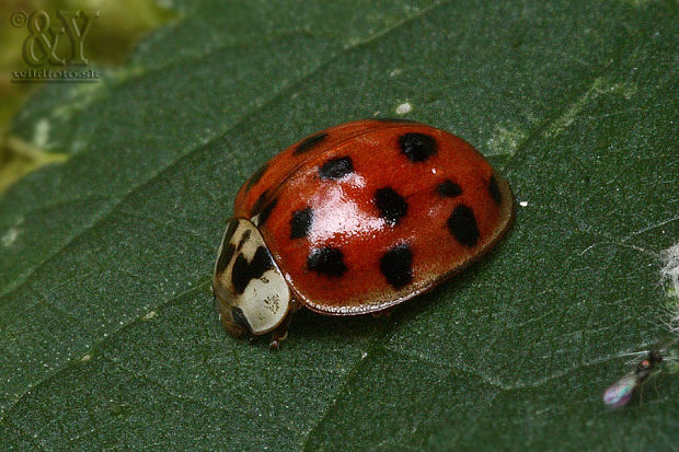 lienka (potvora jedna) invázna !!! Harmonia axyridis