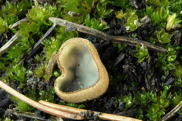 humária polguľovitá Humaria hemisphaerica (F.H. Wigg.) Fuckel