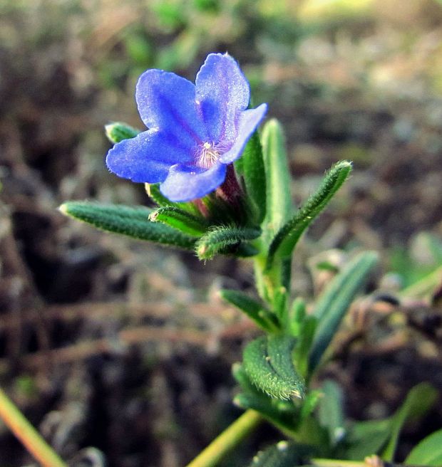 kamienka sp. Lithospermum