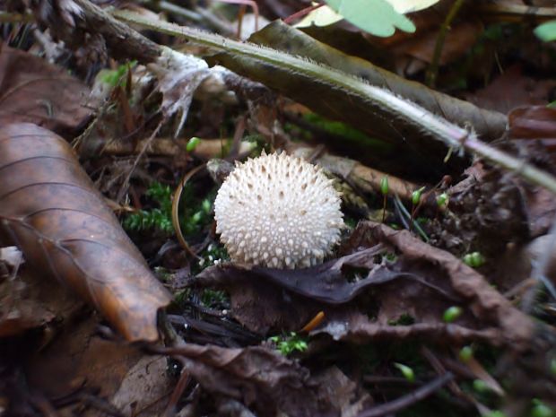 prášnica Lycoperdon sp.