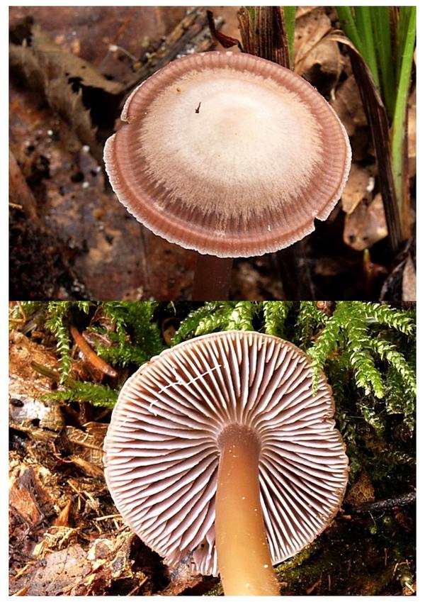 prilbička dvojvonná Mycena diosma Krieglst. & Schwöbel