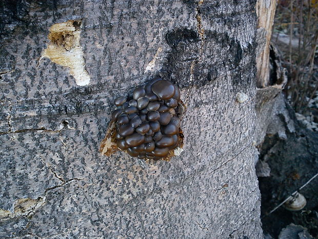 hliva ustricovitá Pleurotus ostreatus (Jacq.) P. Kumm.