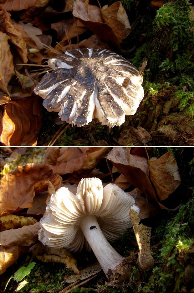 štítovka Pluteus sp