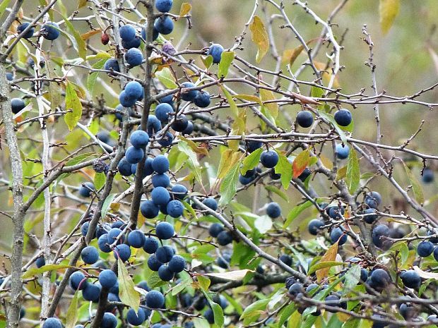 trnka obyčajná Prunus spinosa L.