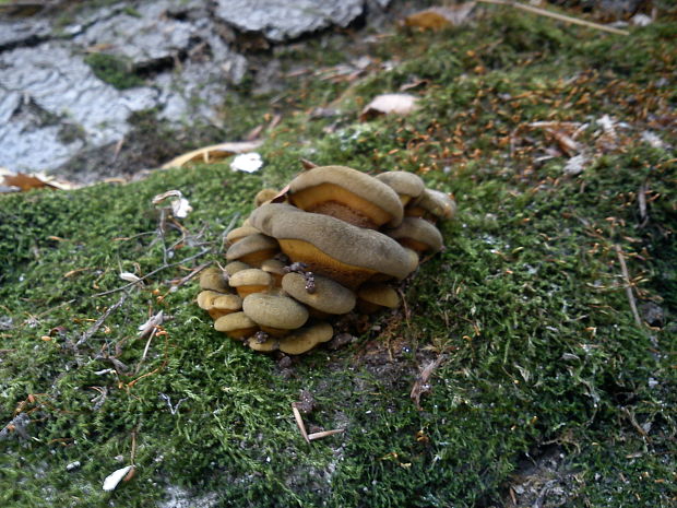 pňovka neskorá Sarcomyxa serotina (Pers.) P. Karst.