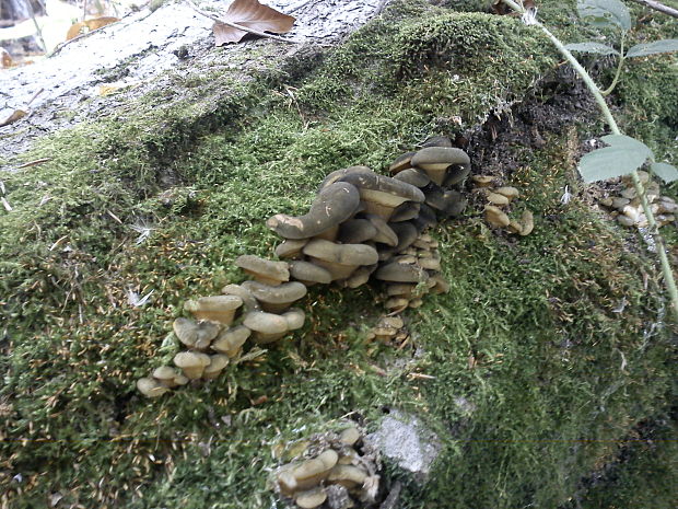 pňovka neskorá Sarcomyxa serotina (Pers.) P. Karst.