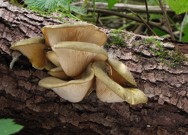 pňovka neskorá Sarcomyxa serotina (Pers.) P. Karst.