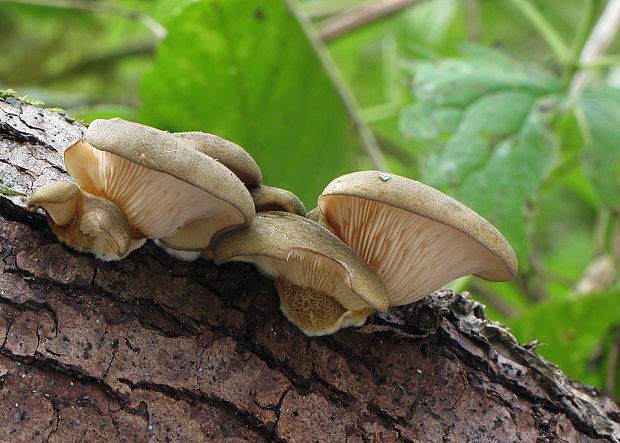 pňovka neskorá Sarcomyxa serotina (Pers.) P. Karst.