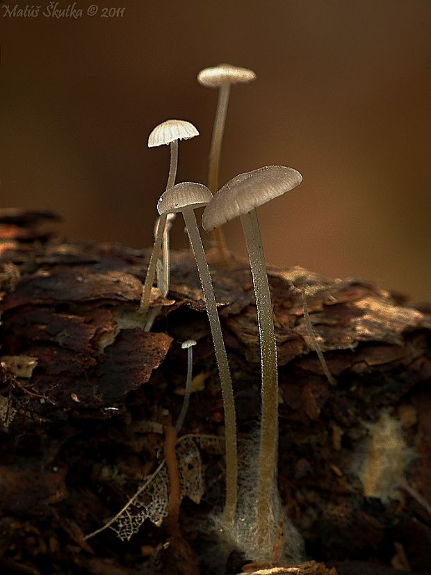 peniazočka smreková Strobilurus esculentus (Wulfen) Singer