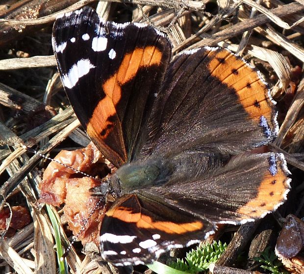 babôčka admirálska Vanessa  atalanta