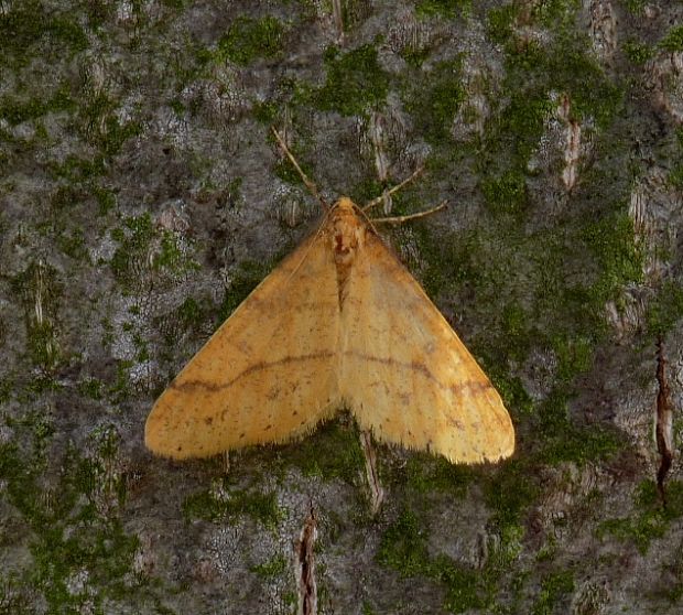 piadivka pomarančová Agriopis aurantiaria