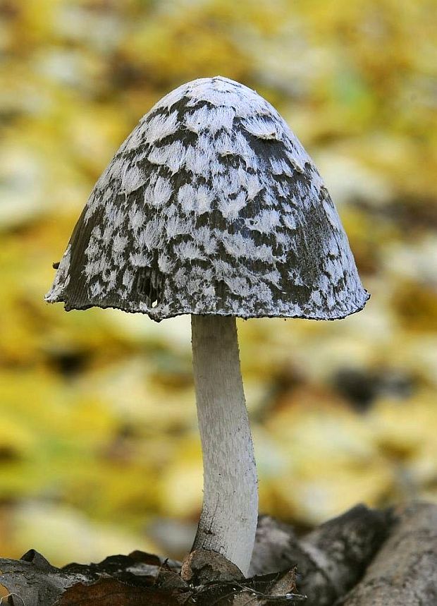 hnojník strakatý Coprinopsis picacea (Bull.) Redhead, Vilgalys & Moncalvo