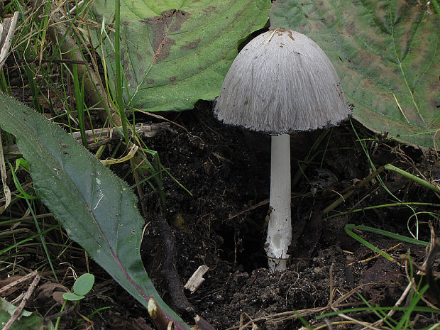 hnojník Coprinus sp.