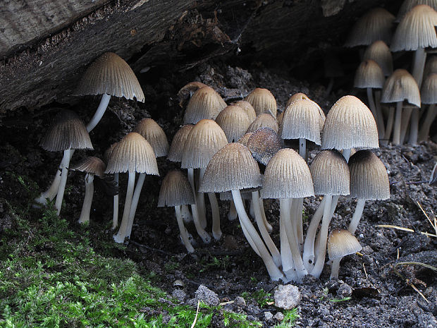 hnojník Coprinus sp.