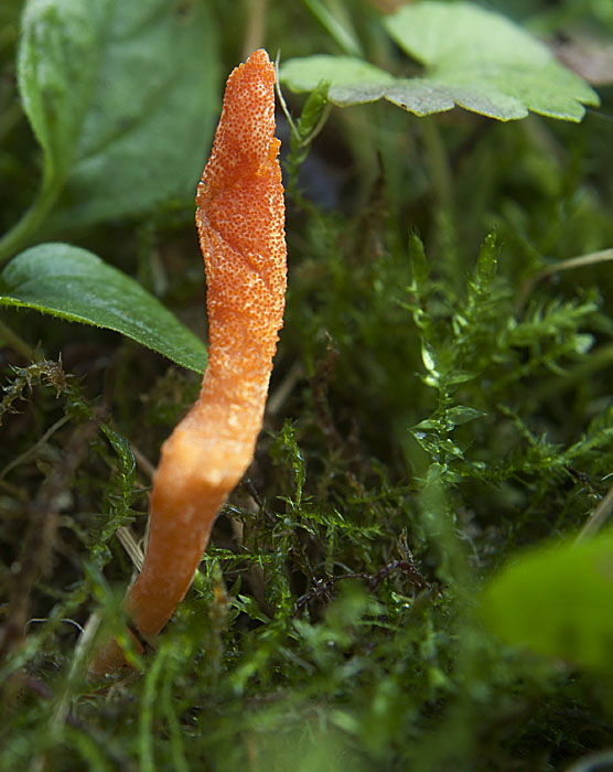 žezlovka hmyzová Cordyceps militaris (Fr.) Link