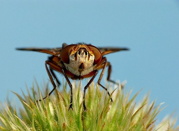 kuklica plochá Ectophasia crassipennis Fabricius, 1794