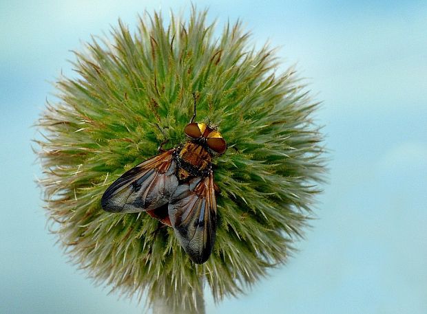 kuklica plochá Ectophasia crassipennis Fabricius, 1794